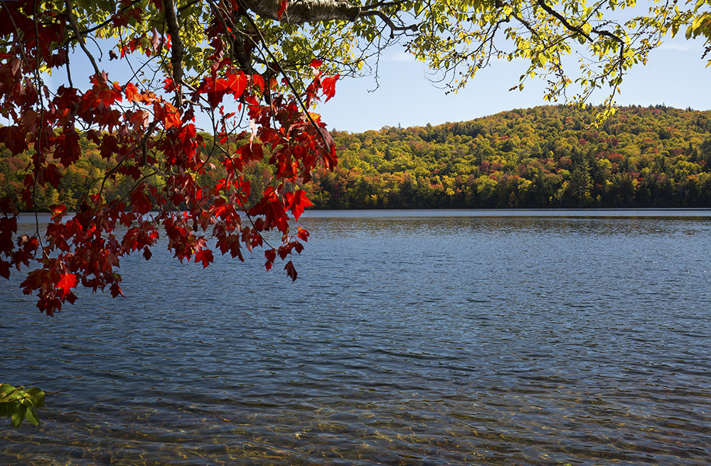 Red maple and fall foliage along shore of Russell Pond.